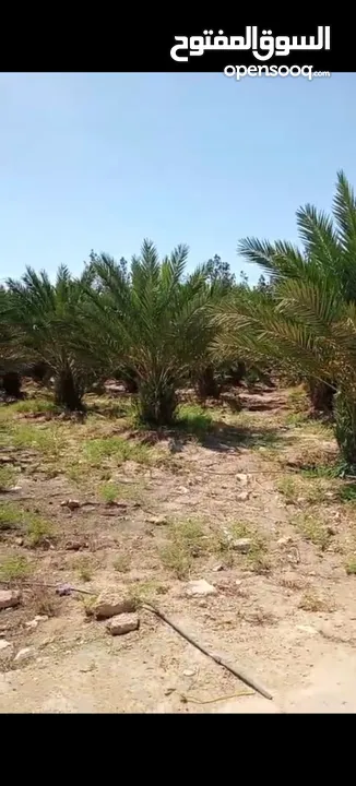مزرعة للبيع في الكرامة