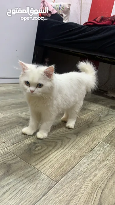 قطة شيرازي صغيره