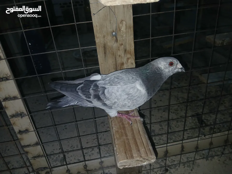 كوم كامل للبيع  دينارين ونص الحبه زق وكش الفحول كلها كش