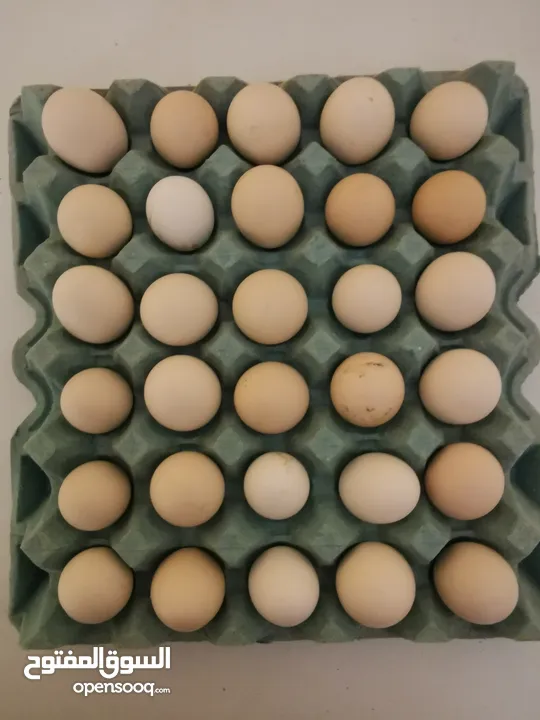 بيض عماني مال الدار