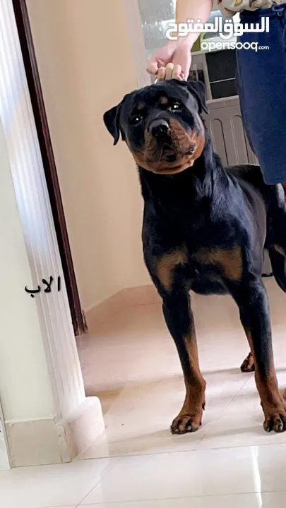 Male Rottweiler