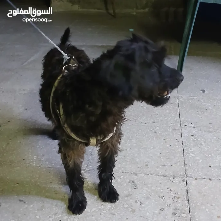 كلب بودل  100دينار
