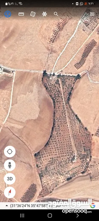 مزرعة زيتون للبيع