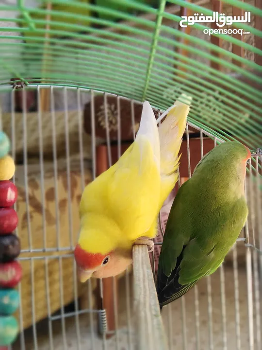 جوز روز بصحه ممتازه الانثى لاتينو عين حمره والذكر الاخضر ................................
