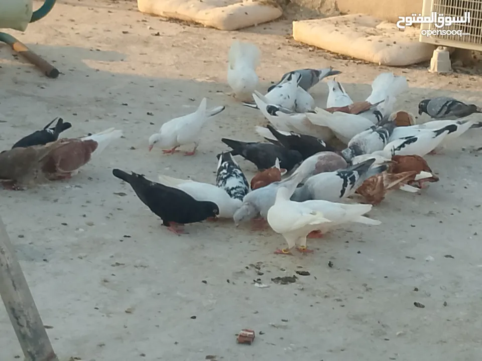 حمام للبيع في الزرقاء العالوك بجانب بقالة الصقر التواصل عبر الواتس اب