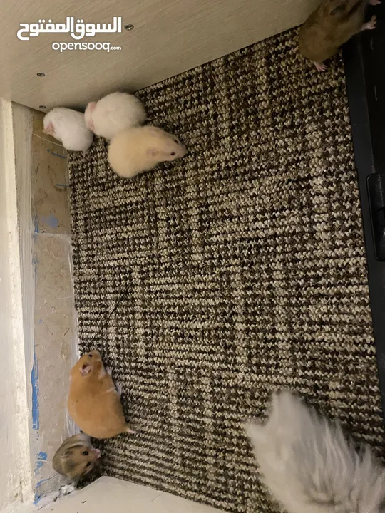 hamster هامستر للبيع عدد 7