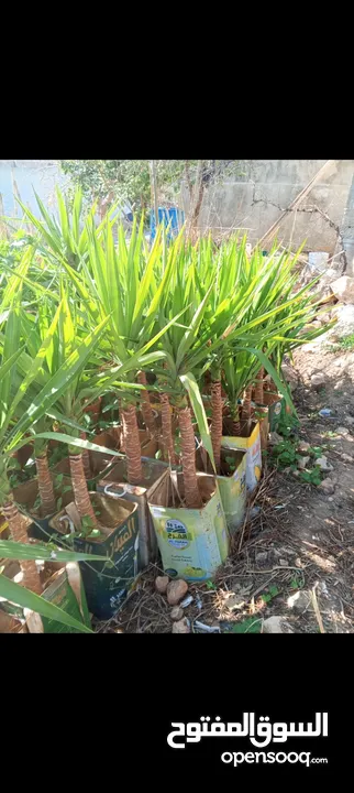 جميع انواع الاشجار الزينه والمثمره بأفضل الاسعار