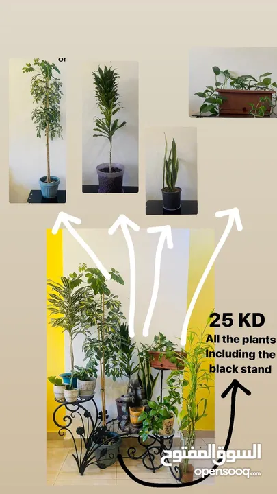 11 plants different sizes only 25kd!!!!