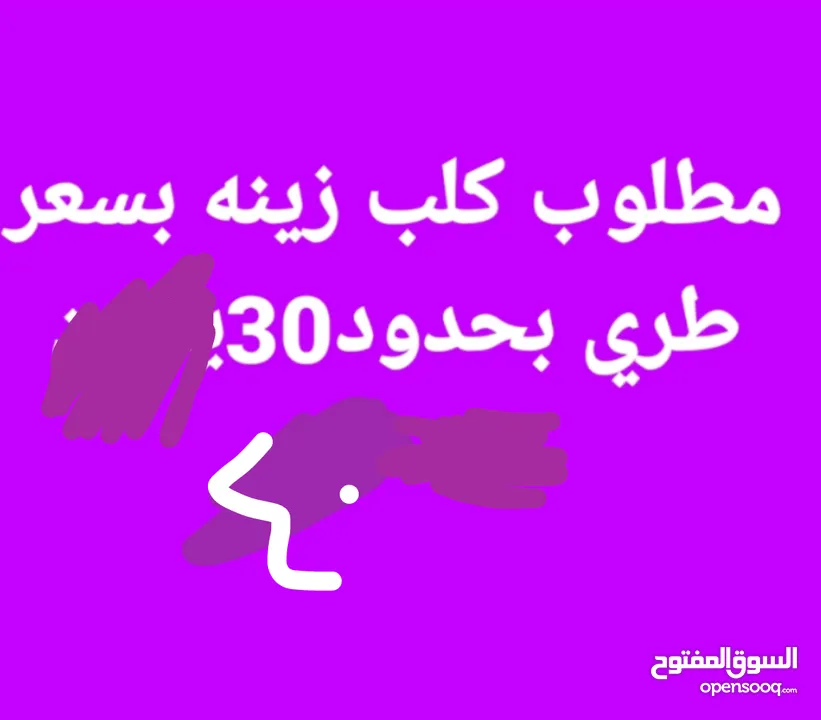 مطلوب كلب حد 40