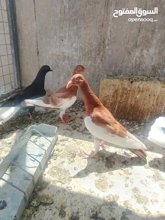 جواز و حبات