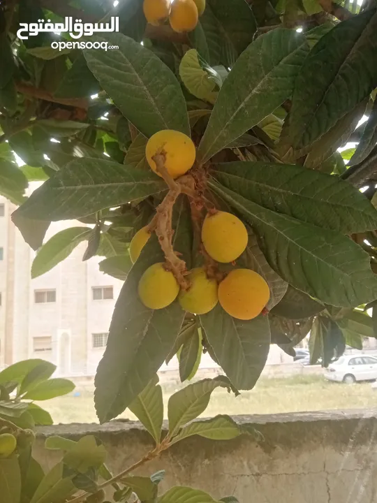 كافة الخدمات والأعمال الزراعية بأحدث الطرق العلمية