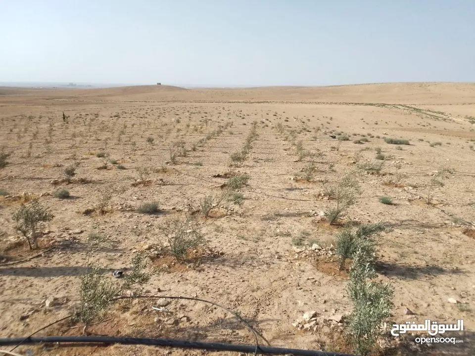 عشره دنمات للبيع