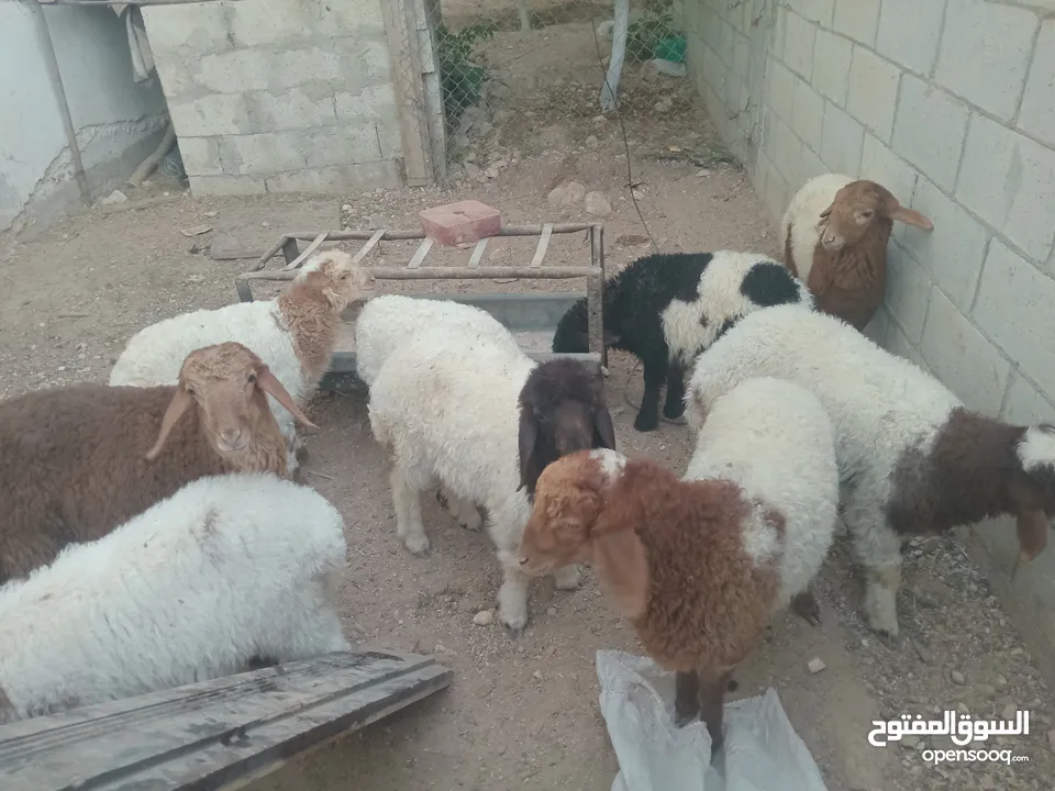 عبر عمر 3 شهور  عدد9