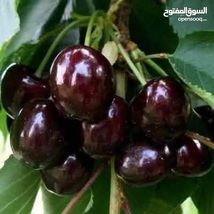 مشاتل الرويال لزراعه ومتابعه الاشجار