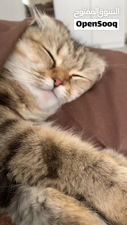 مطلوب ذكر للتزاوج فقط وليس للتبني. في منطقة الشامخة أو الرياض او الفلاح فقط