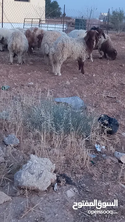 خرفان وعبر العدد 29 مسكرات لحم بالصلاه على النبي