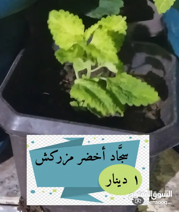 نباتات زينة و أشجار للبيع