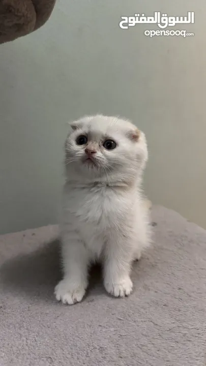 Scottish fold female  انثى سكوتش فولد