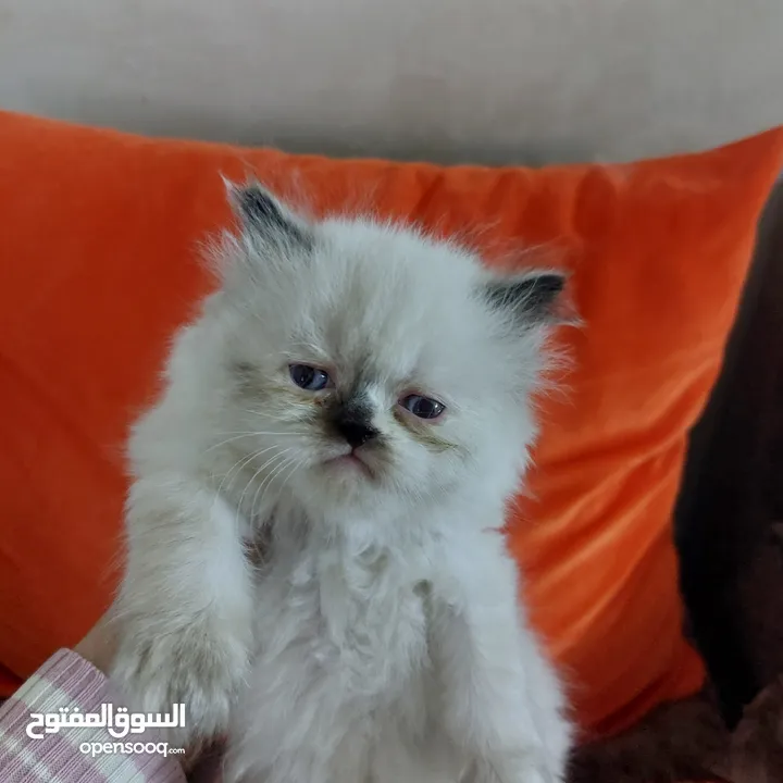 قطط  بريتش مكس هملايا بيكي فيس