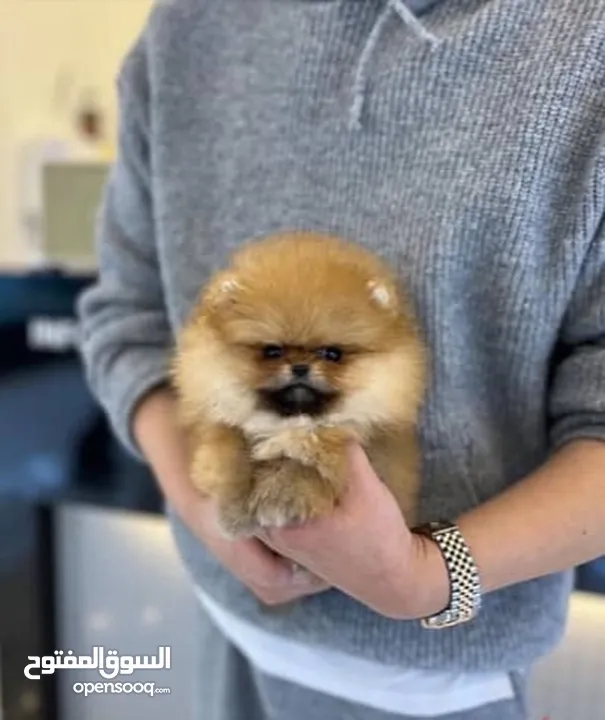 pomeranian puppy 2 months old