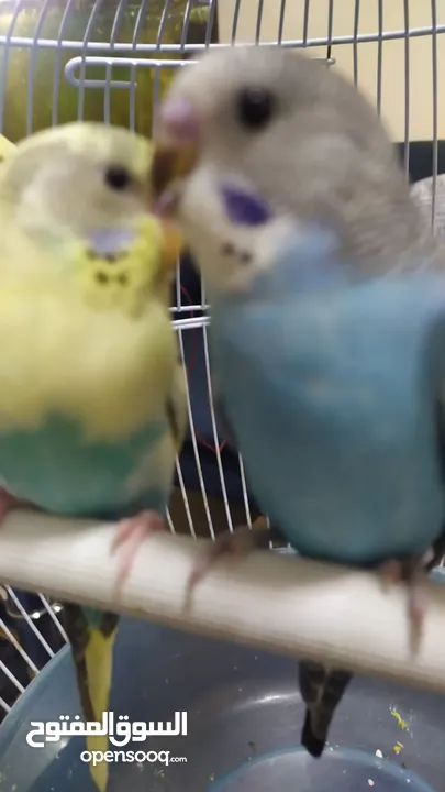 Holland Budgies vibarant colors , Adults and chicks
