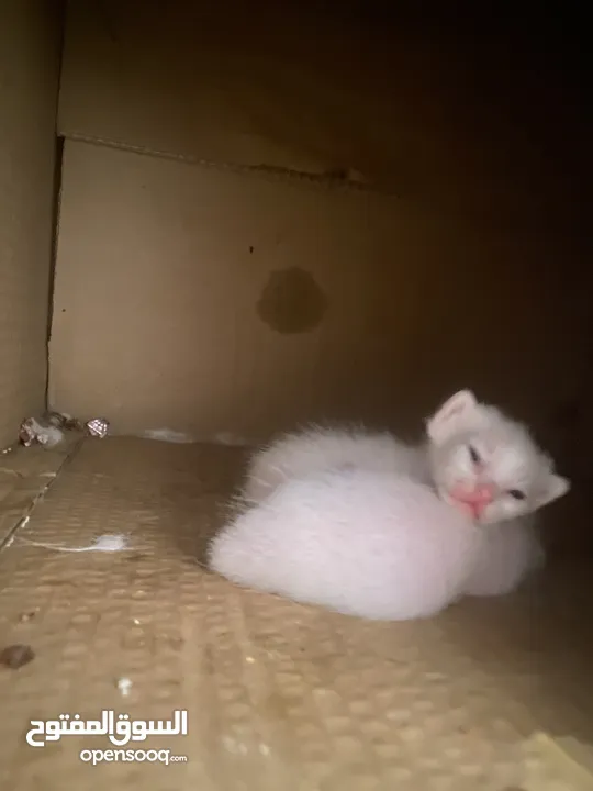 Pure Persian cat with two babies