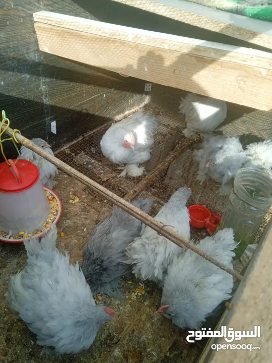 دجاج كوتشينا لفندر