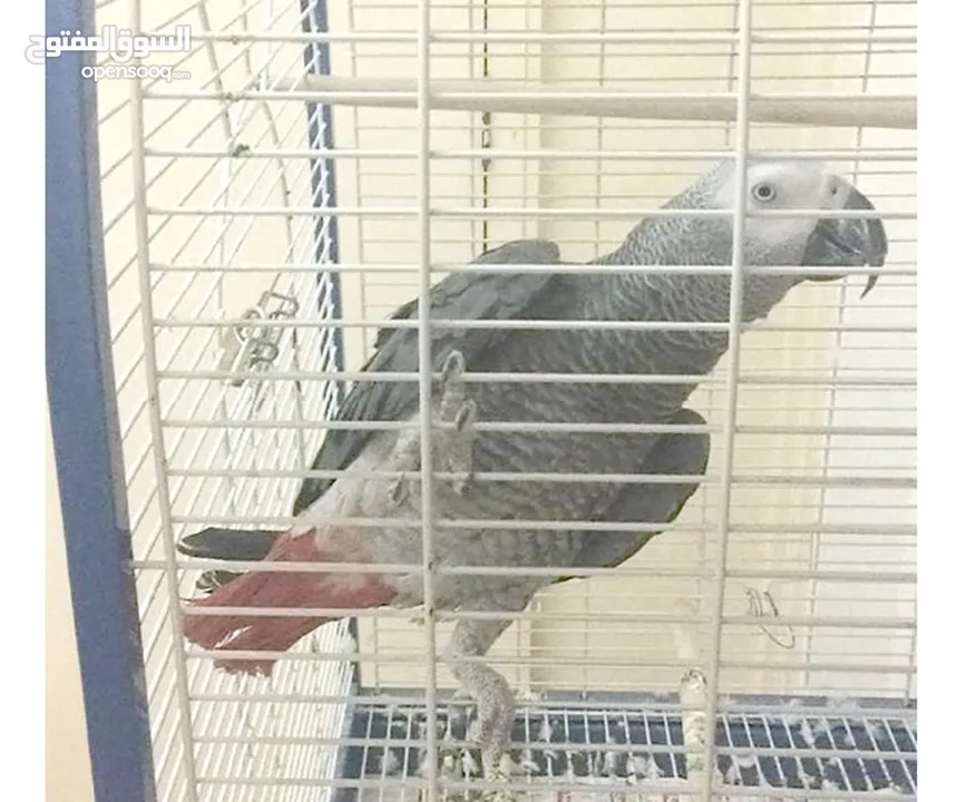 ببغاء كاسكو متكلم مواجهة بصوت واضح