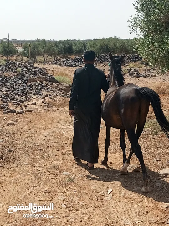حصان عربي  العمر ثلاث سنوات