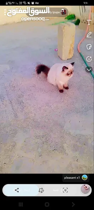 قطط للبيع هامالايا