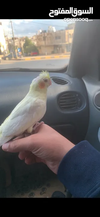 طير كوكتيل لاتينو عين حمرا اليف