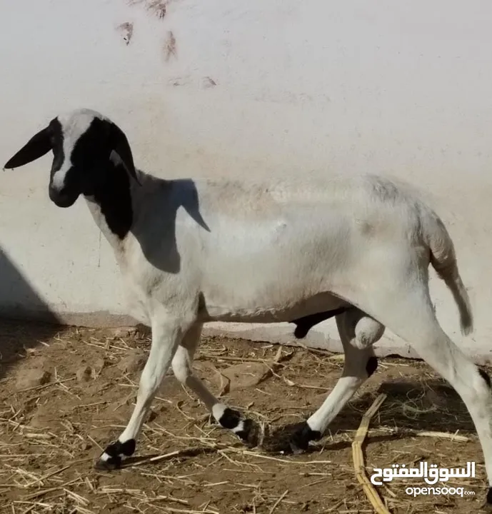 كبش فحل حار من حلال جنوب أفريقيا ما شاء الله