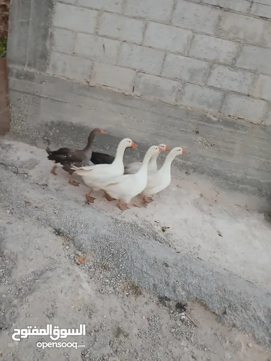 وز ابيض شغال للبيع