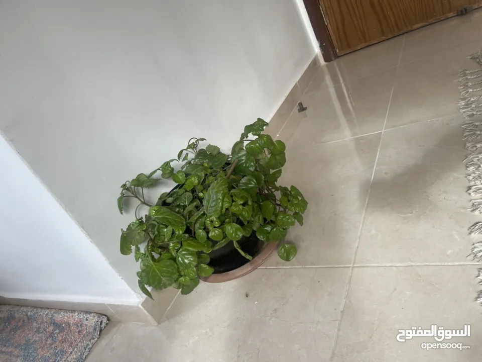 شقه للبيع في منطقه الطيره