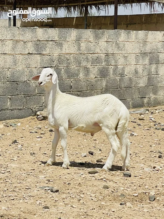 كبش سوداني