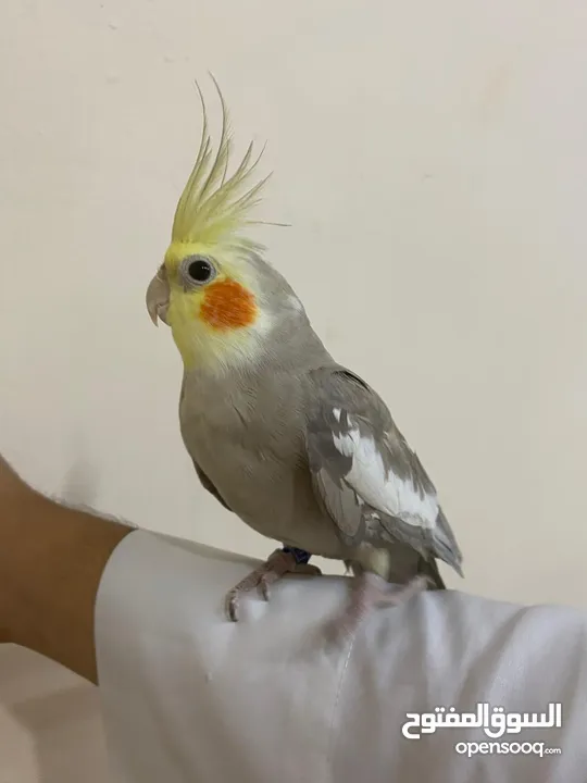 cocktail male fully friendly health and active no bitting playfull bird