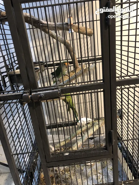 Birds(with cage ) الطيور مع القفص