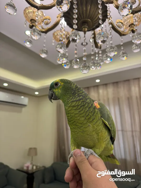 بلوفرنتد من اقوى الحبات بالاردن اليف جدا متكلم قوي سوره الكوثر ، الف صلاه وسلام ، ويه ويه بابا جا