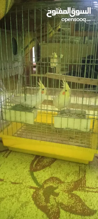 جوز كوكتيل لاتيني منتج للبيع