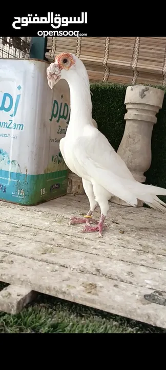 جواز وفردات كل اشي الو سعرو الاسعار بالوصف