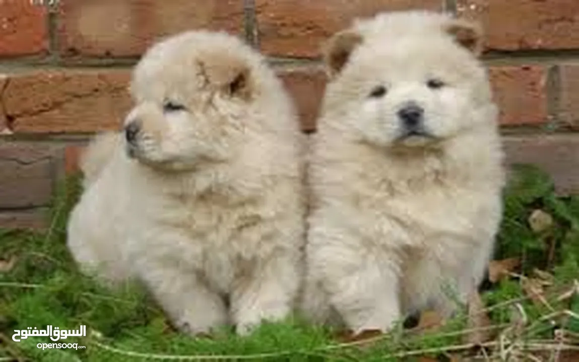 LOVELY CHOW CHOW PUPPIES FOR REHOMING