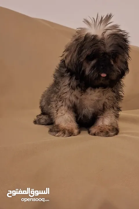 جراء شيتزو مستوى عالي جدا Shih Tzu