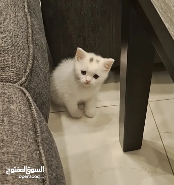 كتن عمر 50 يوم لطيفات لعوبات وبصحه جيده