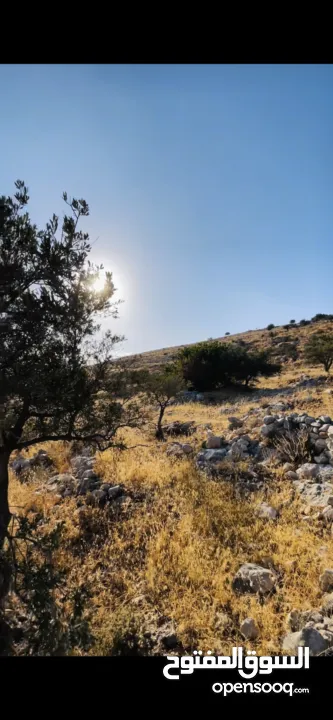 عقار واراضي في طوباس