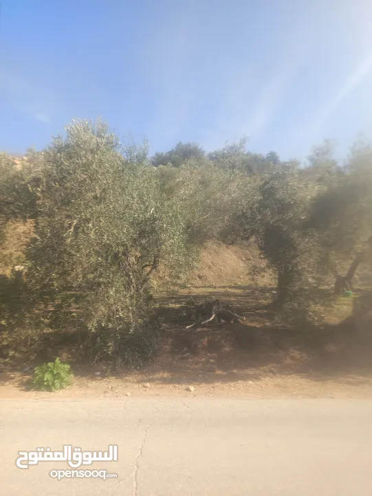 ارض زراعيه في بلعا دير الغصون