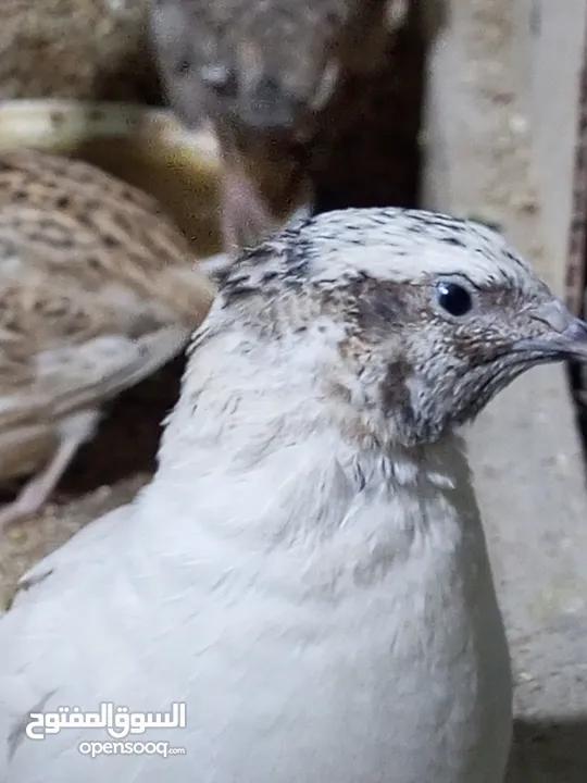 طيور سمان للبيع اقره الوصف