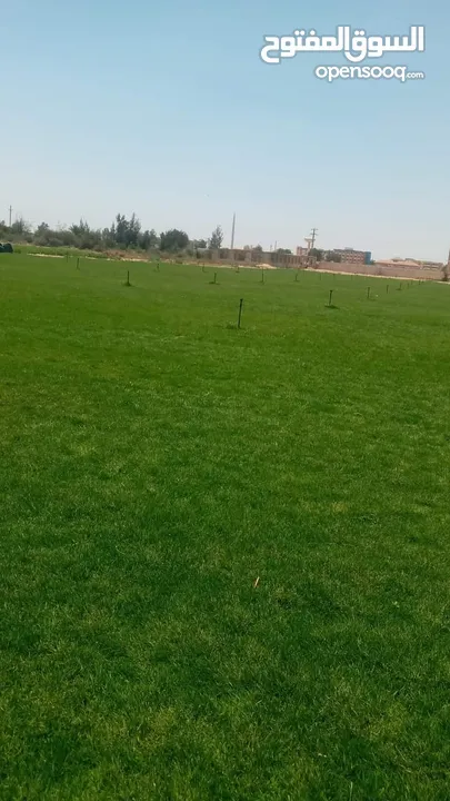 نجيل طبيعي وصناعي