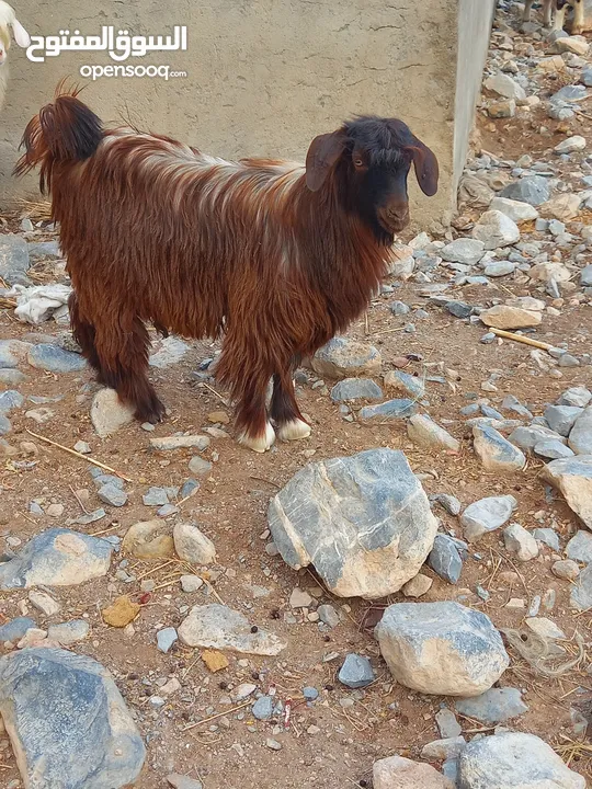 للبيع جدي مشروع فحل من حلال القديم حلال الجبل  بدون تهجين مد وشور ماشاءالله جدي بدون تهجين