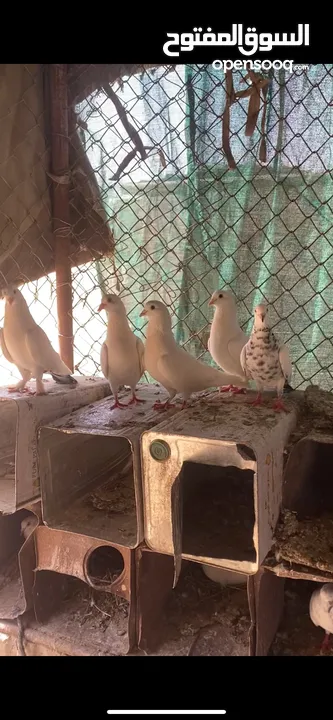 حمام للبيع