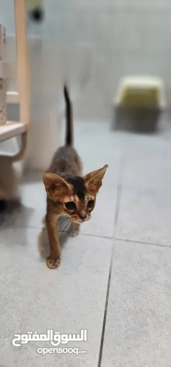 Exquisite Abyssinian kittens for sale للبيع قطط فخمة حبش